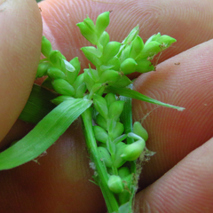 Carex blanda