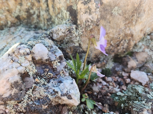 Image of Viola pedatifida by (c) cwhippo, some rights reserved (CC BY)