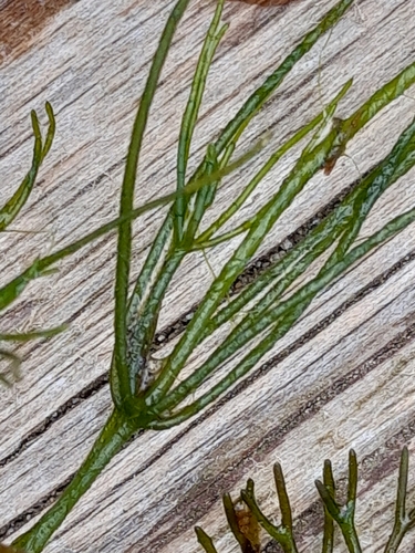 Image of Ranunculus circinatus by (c) Andre Hosper, some rights reserved (CC BY)