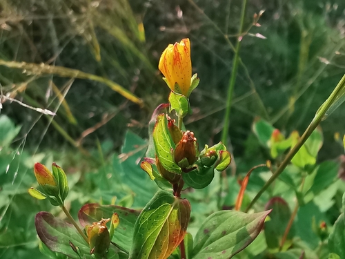 Hypericum kamtschaticum (Hypericum kamtschaticum)