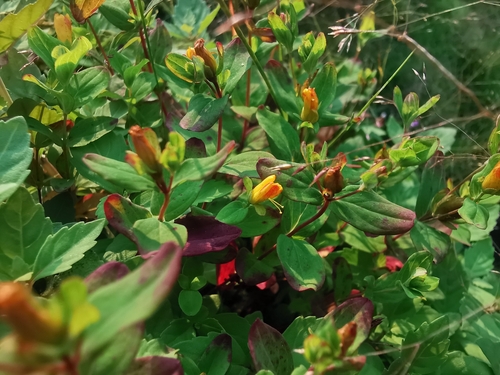 Image of Hypericum kamtschaticum by (c) Валерия Ковалева, some rights reserved (CC BY)