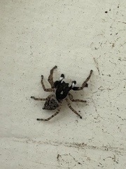 Araneae