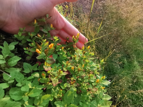 Image of Hypericum kamtschaticum by (c) Валерия Ковалева, some rights reserved (CC BY)