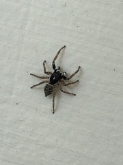 Araneae