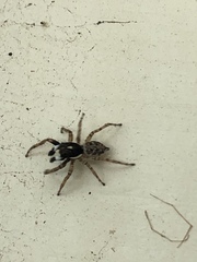 Araneae