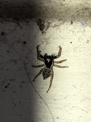 Araneae