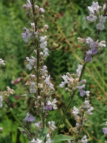 Nepeta nuda (Nepeta nuda)