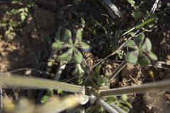 Oxalis pes-caprae sericea