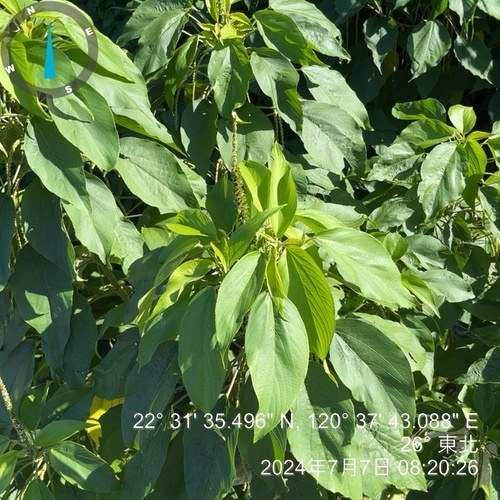 Acalypha angatensis (Acalypha angatensis)