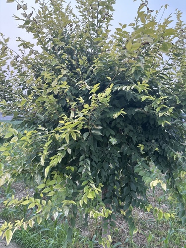 Siberian elm