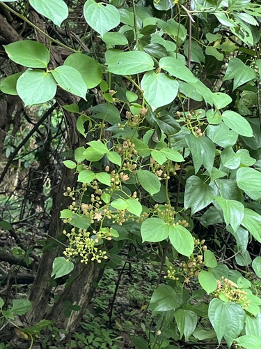 Illigera luzonensis (Illigera luzonensis)