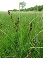 Carex hartmanii
