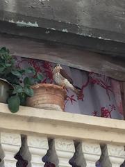Falco sparverius