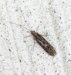 Trichoptera