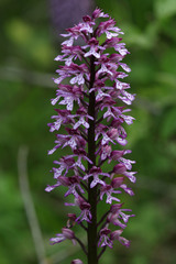 Orchis × hybrida