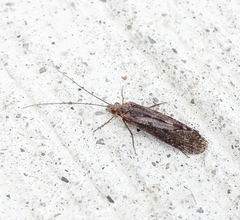 Trichoptera