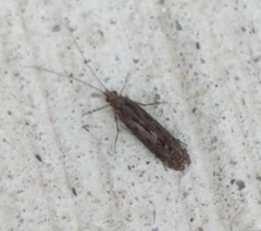 Trichoptera