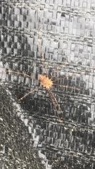 Leiobunum ventricosum
