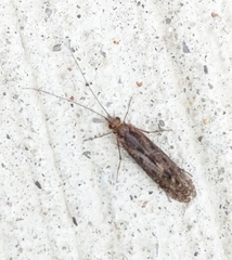 Trichoptera