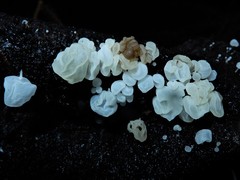 Physalacria pseudotropica