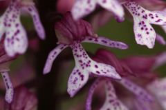 Orchis × hybrida