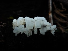 Physalacria pseudotropica