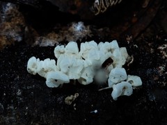 Physalacria pseudotropica