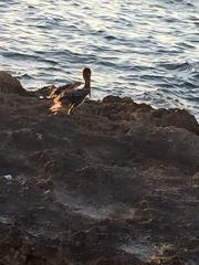 Pelecanus occidentalis