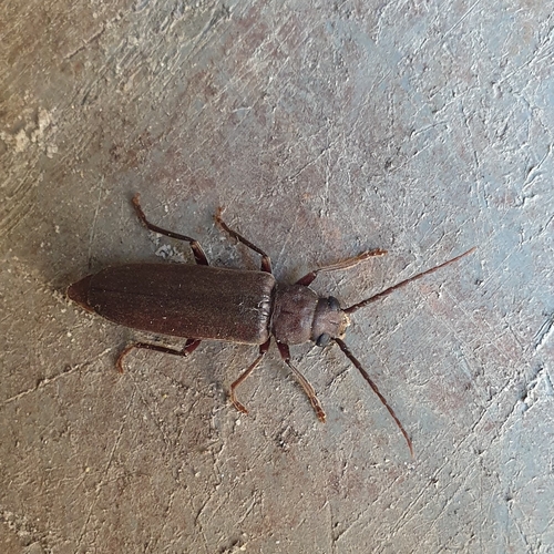 Rust Pine Borer, 1797 SL Den Hoorn Texel, Nederland, photo 9 of 10