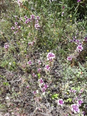 Castilleja densiflora