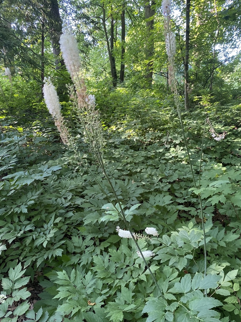 Actaea racemosa, Illinois, US