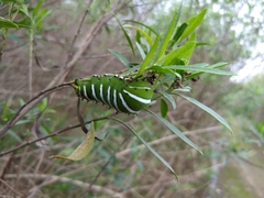 Rothschildia jacobaeae