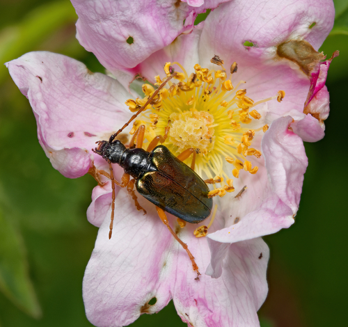 Pseudogaurotina abdominalis