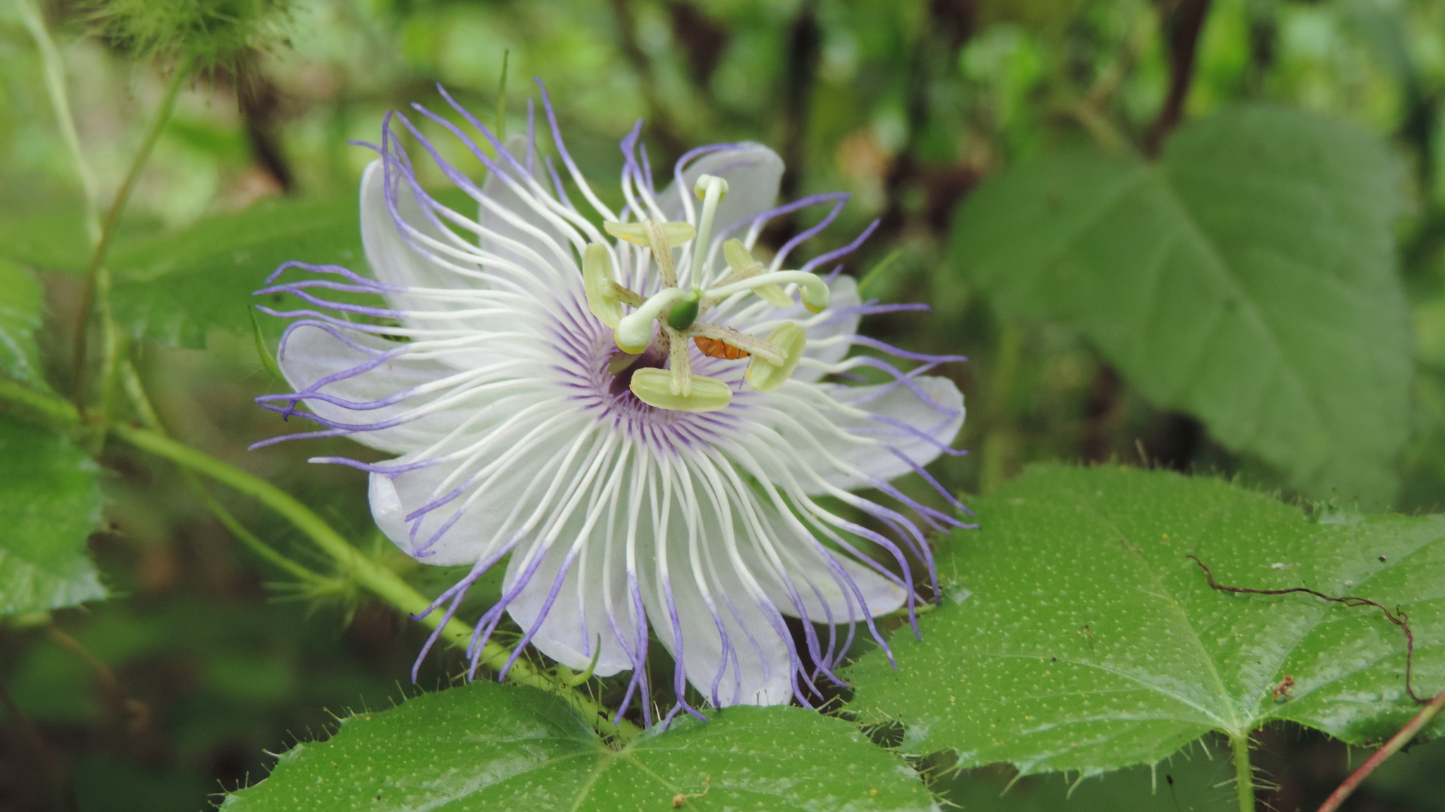 Passiflora foetida