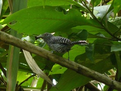 Thamnophilus multistriatus