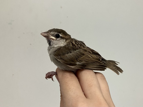 Moineau cisalpin, jeune