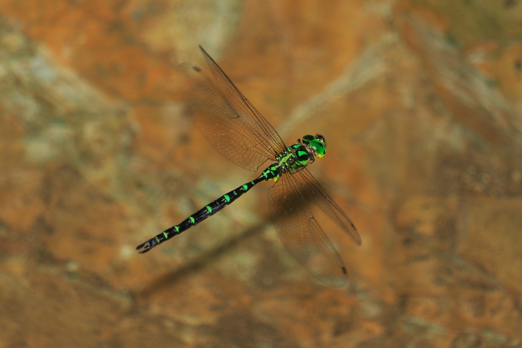 Periaeschna