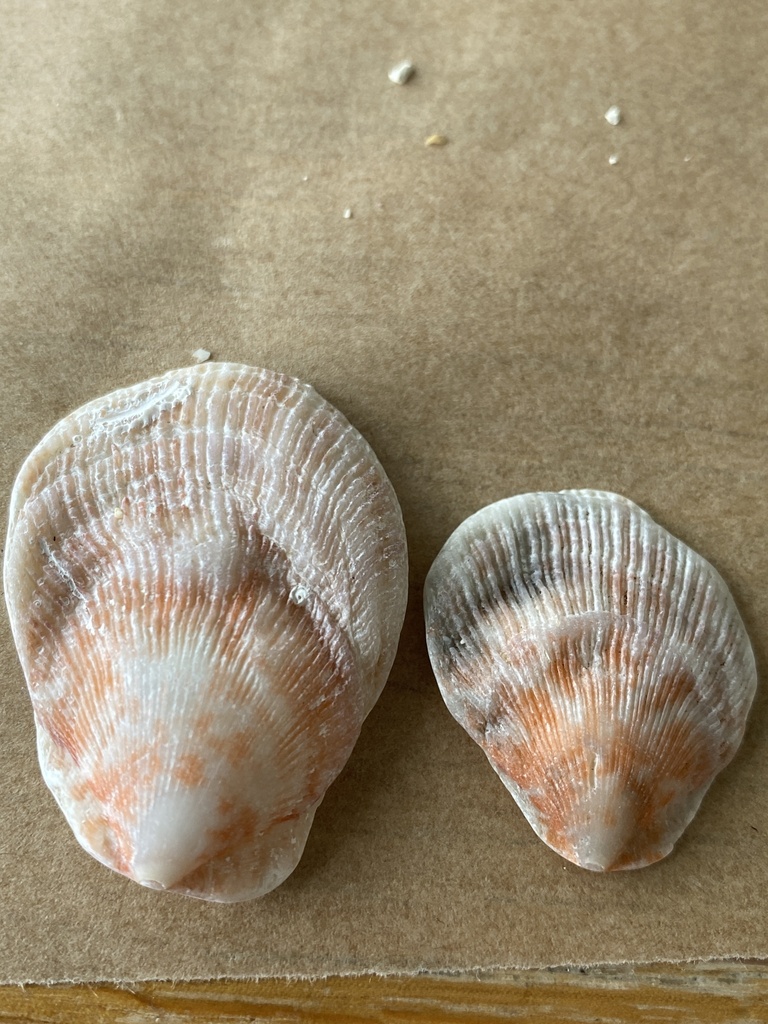 Humpback Scallop