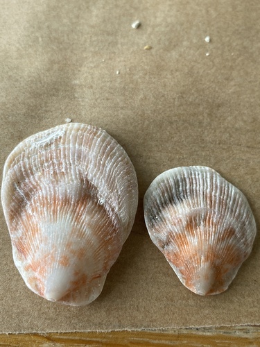 Humpback Scallop