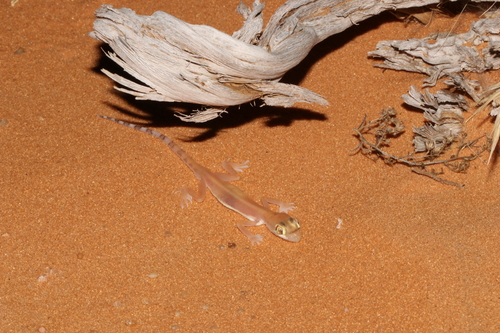 Arabian Sand Gecko, Trigonodactylus arabicus