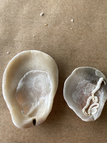 Humpback Scallop