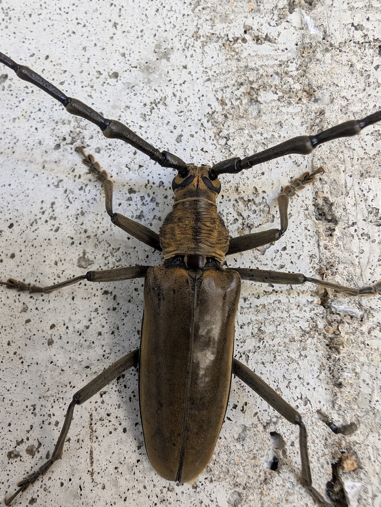 Neocerambyx raddei from 日本、〒891-3101 鹿児島県西之表市西之表 on July 5, 2024 at 02: ...