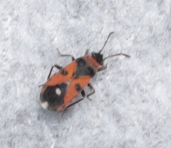 Horvathiolus superbus