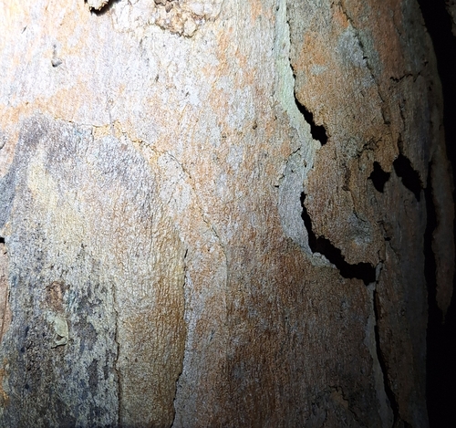 Image of Eucalyptus seeana by (c) Greg Tasney, some rights reserved (CC BY-SA)