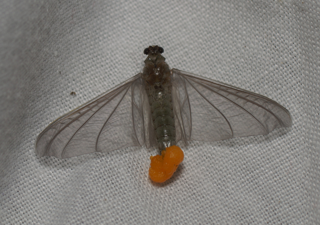 Oligoneuriella rhenana