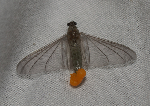 Oligoneuriella rhenana