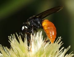 Philanthus loeflingi
