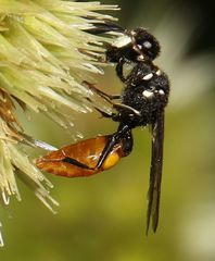 Philanthus loeflingi