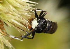 Philanthus loeflingi