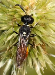 Philanthus loeflingi